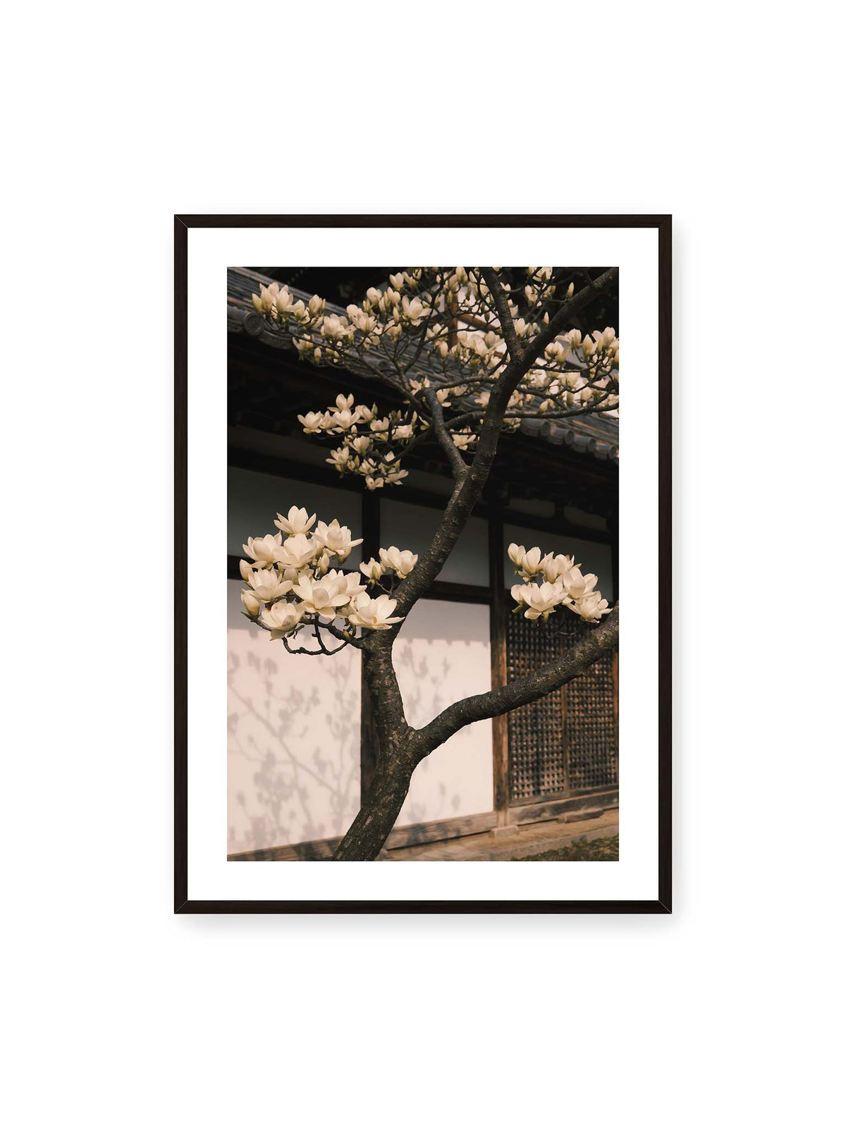70x100 cm, weißer Galerie-Rand, schwarzer Rahmen – Helle Magnolienblüten an dunklen Ästen vor einer Holzfassade mit Ziegeldach und sanften Pflanzenschatten.