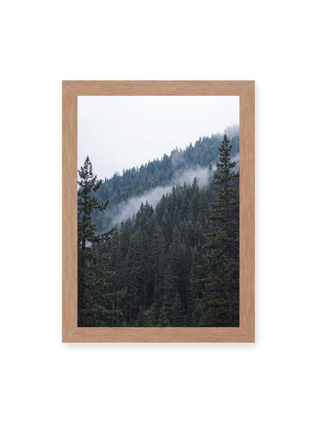 21x30 cm, Eichenrahmen – Dichter Nadelwald an einem Hang mit feinen Nebelschwaden zwischen den dunkelgrünen Baumkronen.