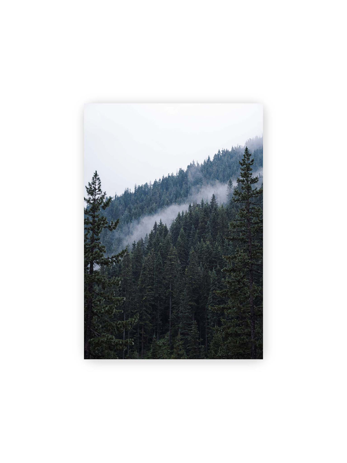 21x30 cm – Dichter Nadelwald an einem Hang mit feinen Nebelschwaden zwischen den dunkelgrünen Baumkronen.