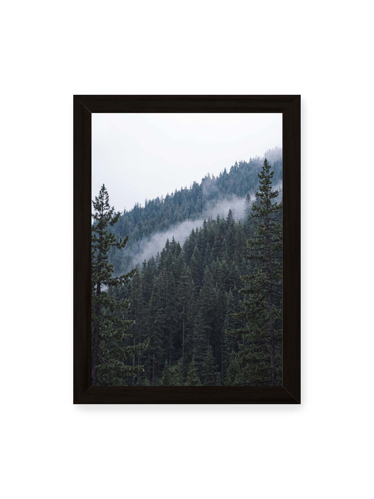 21x30 cm, schwarzer Rahmen – Dichter Nadelwald an einem Hang mit feinen Nebelschwaden zwischen den dunkelgrünen Baumkronen.