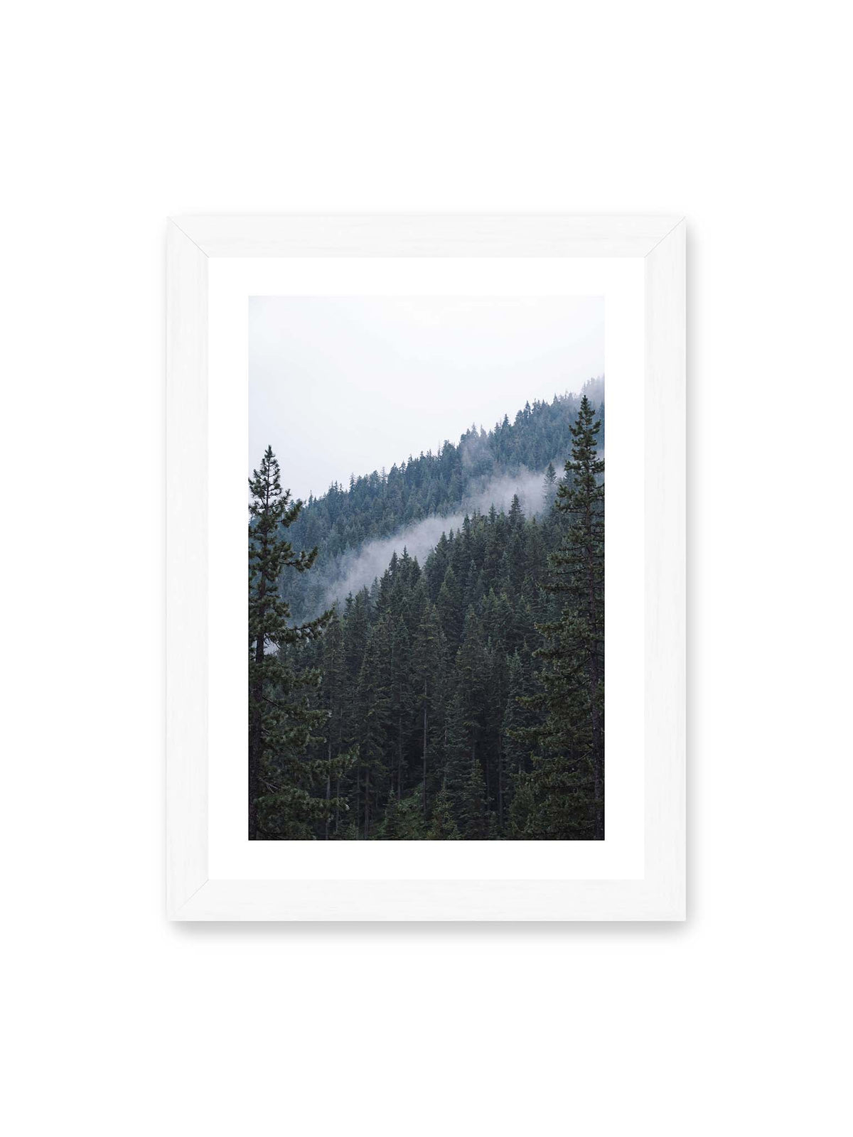 21x30 cm, weißer Galerie-Rand, weißer Rahmen – Dichter Nadelwald an einem Hang mit feinen Nebelschwaden zwischen den dunkelgrünen Baumkronen.