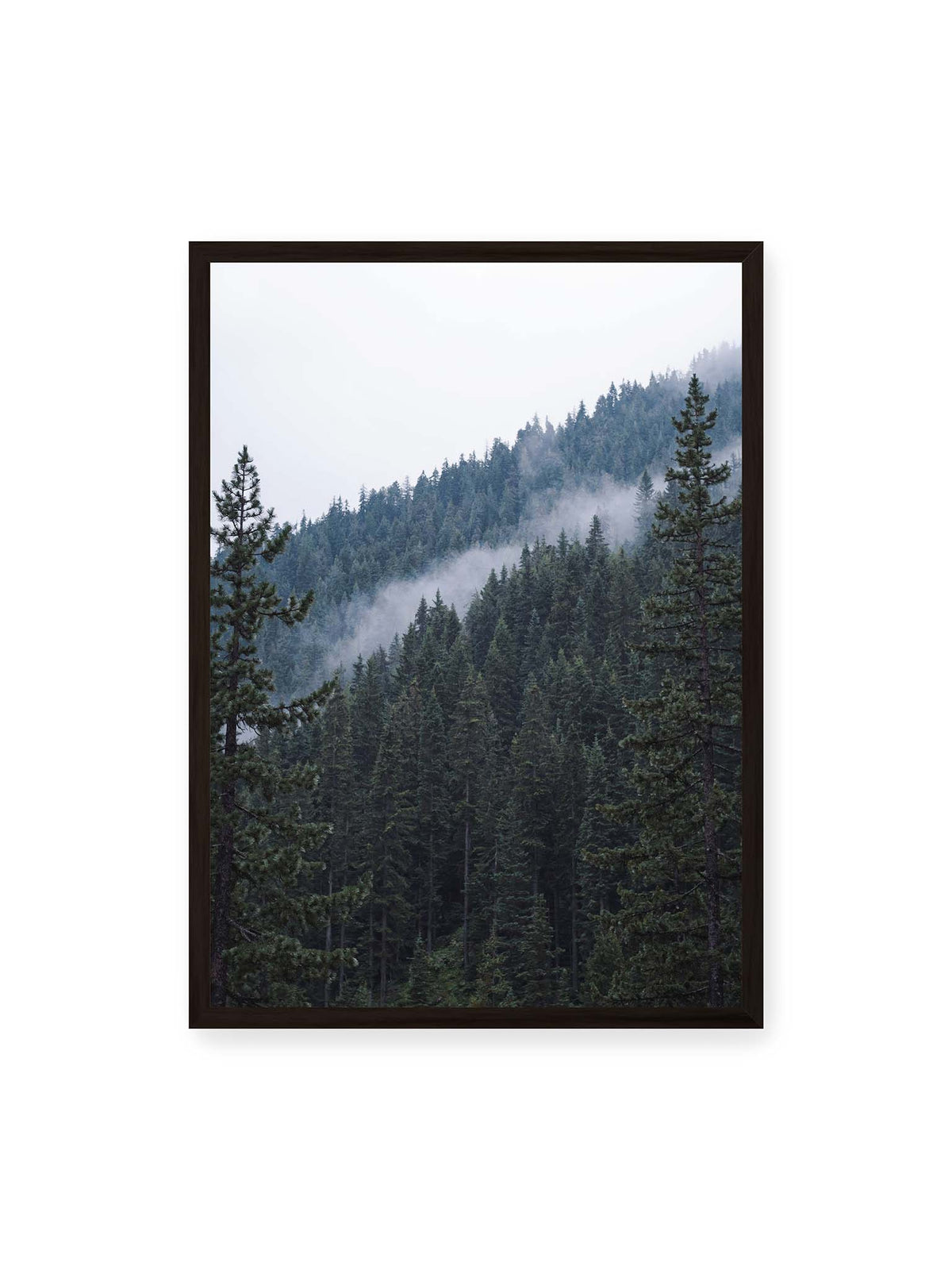 50x70 cm, schwarzer Rahmen – Dichter Nadelwald an einem Hang mit feinen Nebelschwaden zwischen den dunkelgrünen Baumkronen.