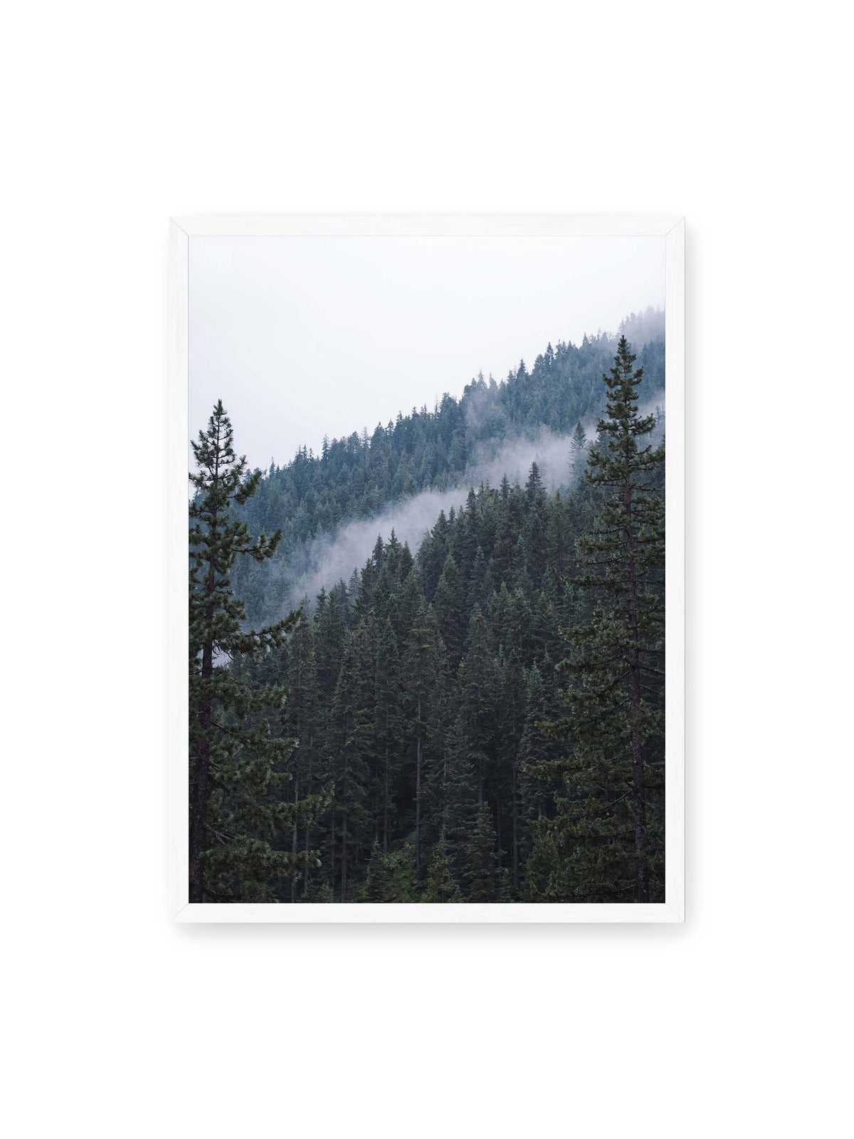 50x70 cm, weißer Rahmen – Dichter Nadelwald an einem Hang mit feinen Nebelschwaden zwischen den dunkelgrünen Baumkronen.