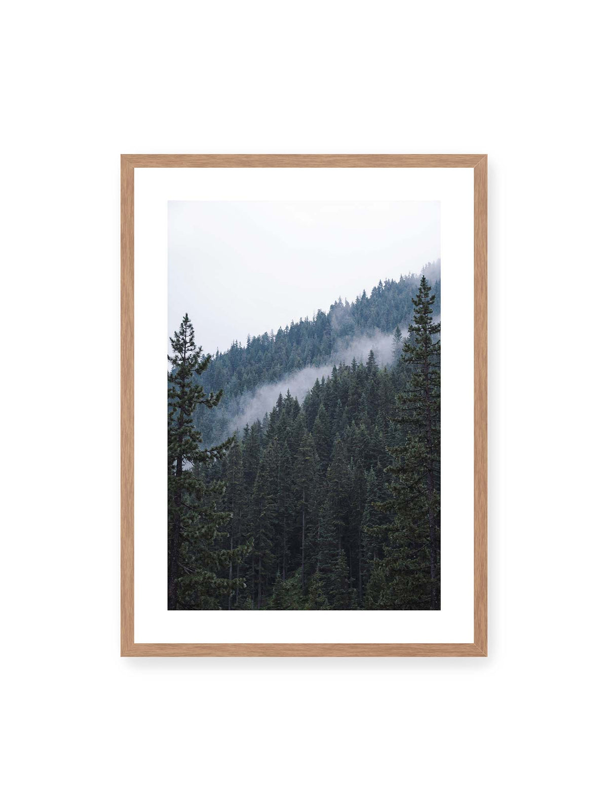 50x70 cm, weißer Galerie-Rand, Eichenrahmen – Dichter Nadelwald an einem Hang mit feinen Nebelschwaden zwischen den dunkelgrünen Baumkronen.