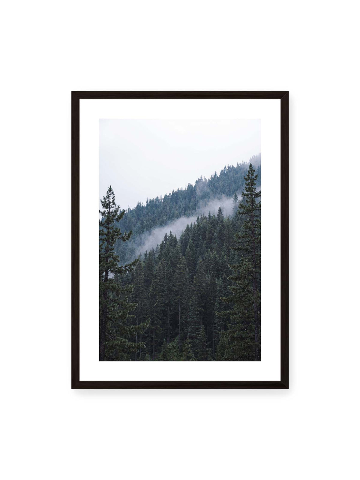 50x70 cm, weißer Galerie-Rand, schwarzer Rahmen – Dichter Nadelwald an einem Hang mit feinen Nebelschwaden zwischen den dunkelgrünen Baumkronen.