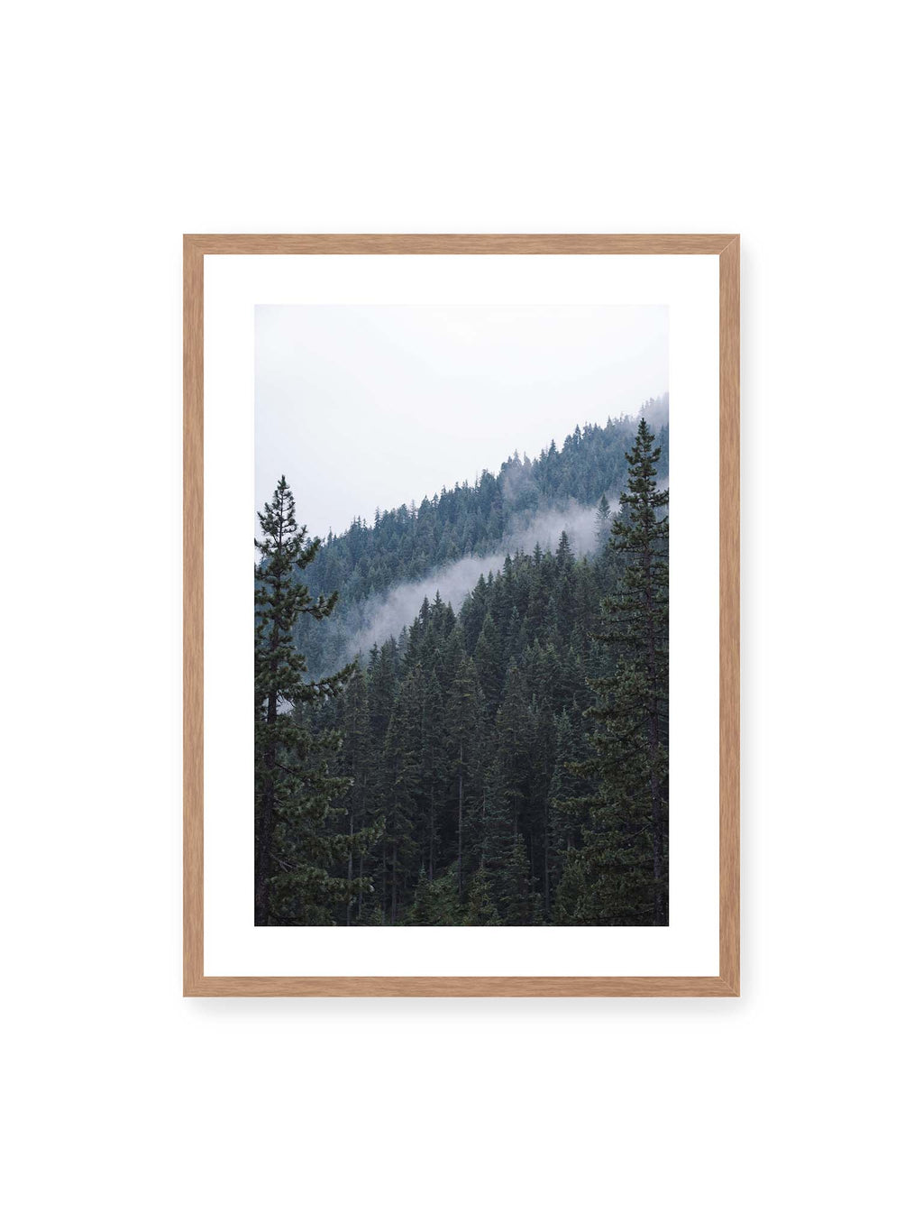 Forest in Silence