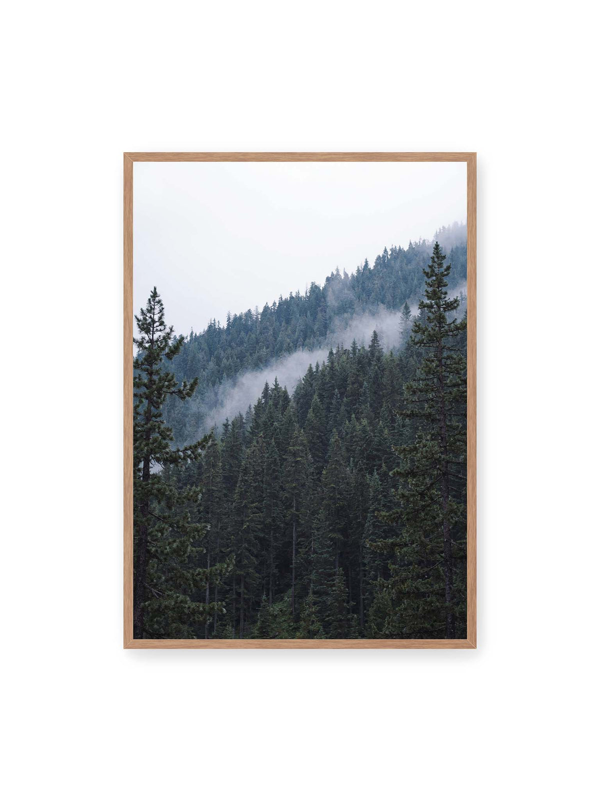 70x100 cm, Eichenrahmen – Dichter Nadelwald an einem Hang mit feinen Nebelschwaden zwischen den dunkelgrünen Baumkronen.