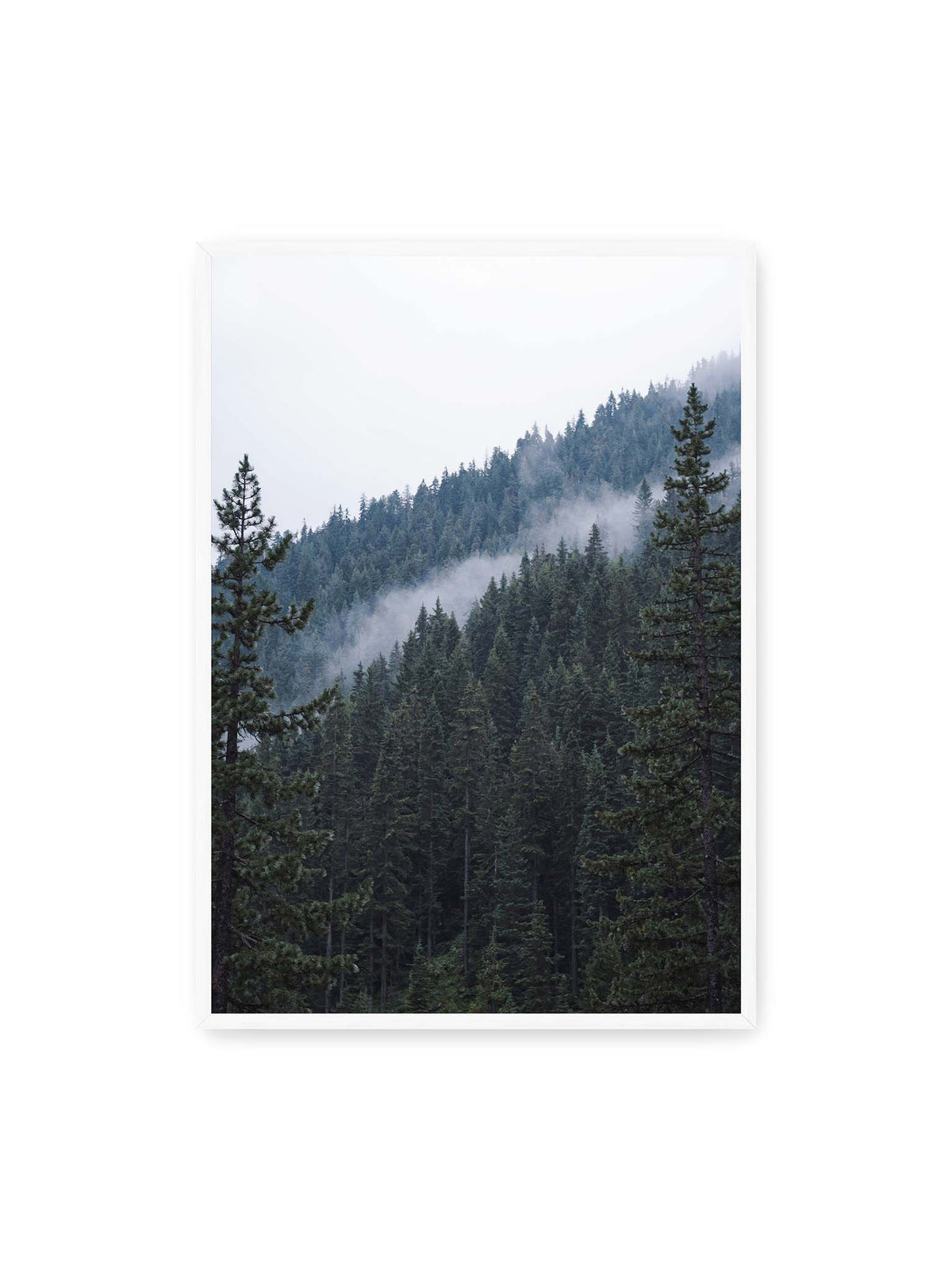 70x100 cm, weißer Rahmen – Dichter Nadelwald an einem Hang mit feinen Nebelschwaden zwischen den dunkelgrünen Baumkronen.