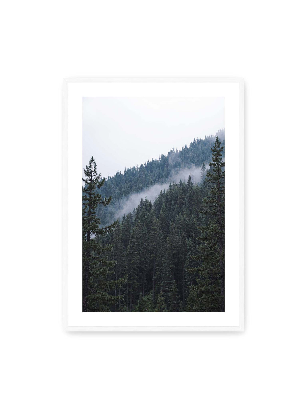 70x100 cm, weißer Galerie-Rand, weißer Rahmen – Dichter Nadelwald an einem Hang mit feinen Nebelschwaden zwischen den dunkelgrünen Baumkronen.