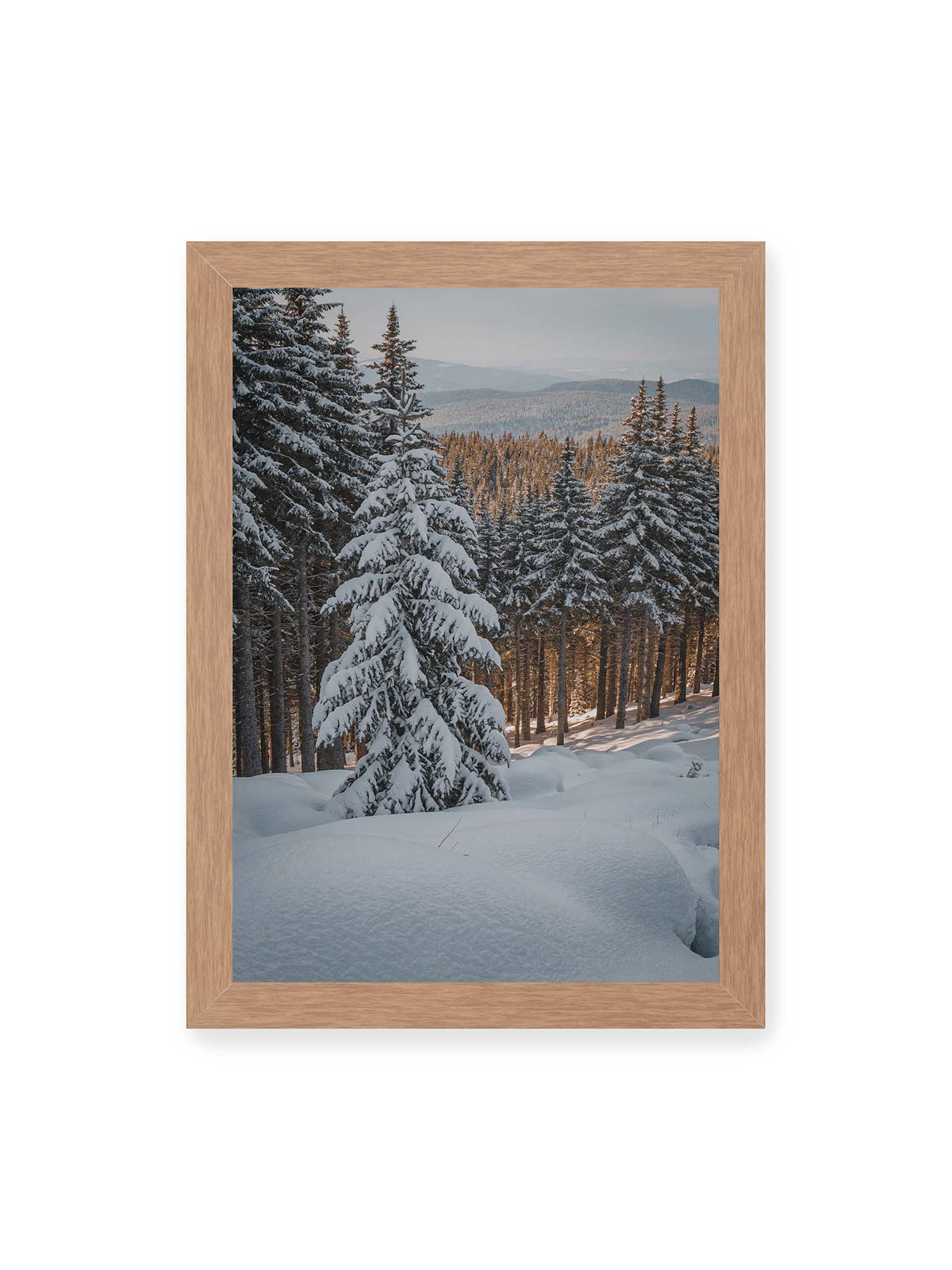 21x30 cm, Eichenrahmen – Verschneite Nadelbäume auf einem Hang mit goldenem Licht zwischen den Stämmen und bewaldeten Höhen in der Ferne.