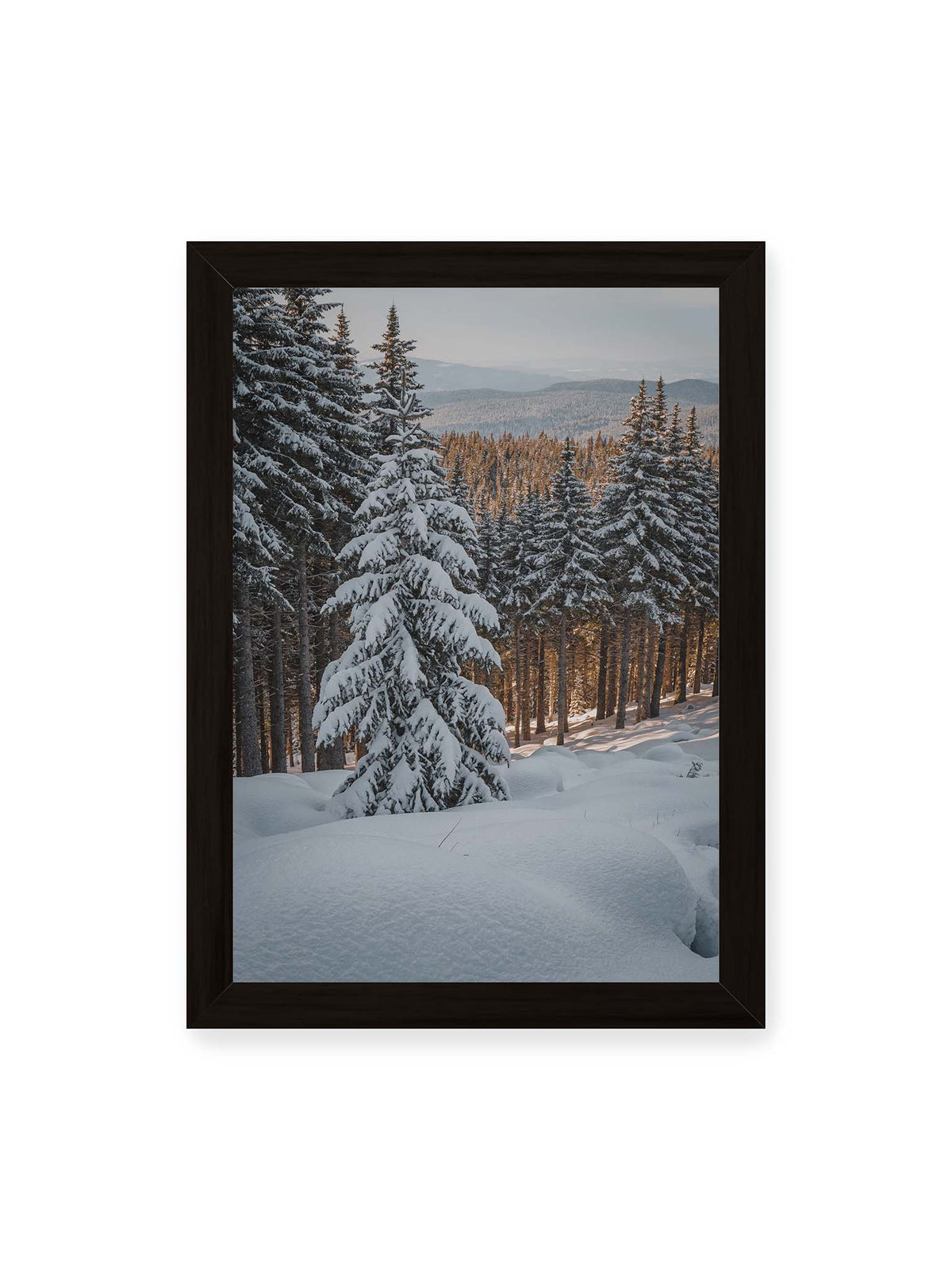 21x30 cm, schwarzer Rahmen – Verschneite Nadelbäume auf einem Hang mit goldenem Licht zwischen den Stämmen und bewaldeten Höhen in der Ferne.