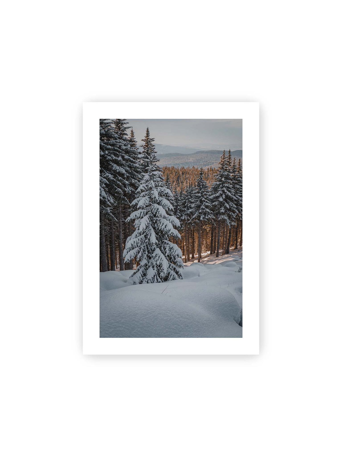 21x30 cm, weißer Galerie-Rand – Verschneite Nadelbäume auf einem Hang mit goldenem Licht zwischen den Stämmen und bewaldeten Höhen in der Ferne.