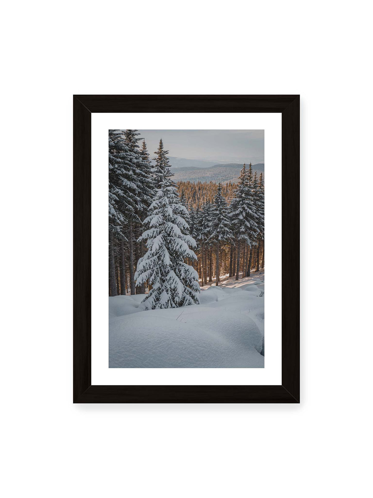 21x30 cm, weißer Galerie-Rand, schwarzer Rahmen – Verschneite Nadelbäume auf einem Hang mit goldenem Licht zwischen den Stämmen und bewaldeten Höhen in der Ferne.