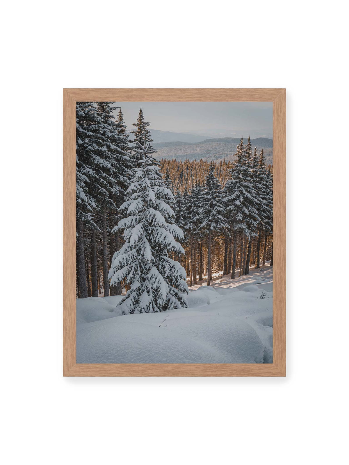 30x40 cm, Eichenrahmen – Verschneite Nadelbäume auf einem Hang mit goldenem Licht zwischen den Stämmen und bewaldeten Höhen in der Ferne.