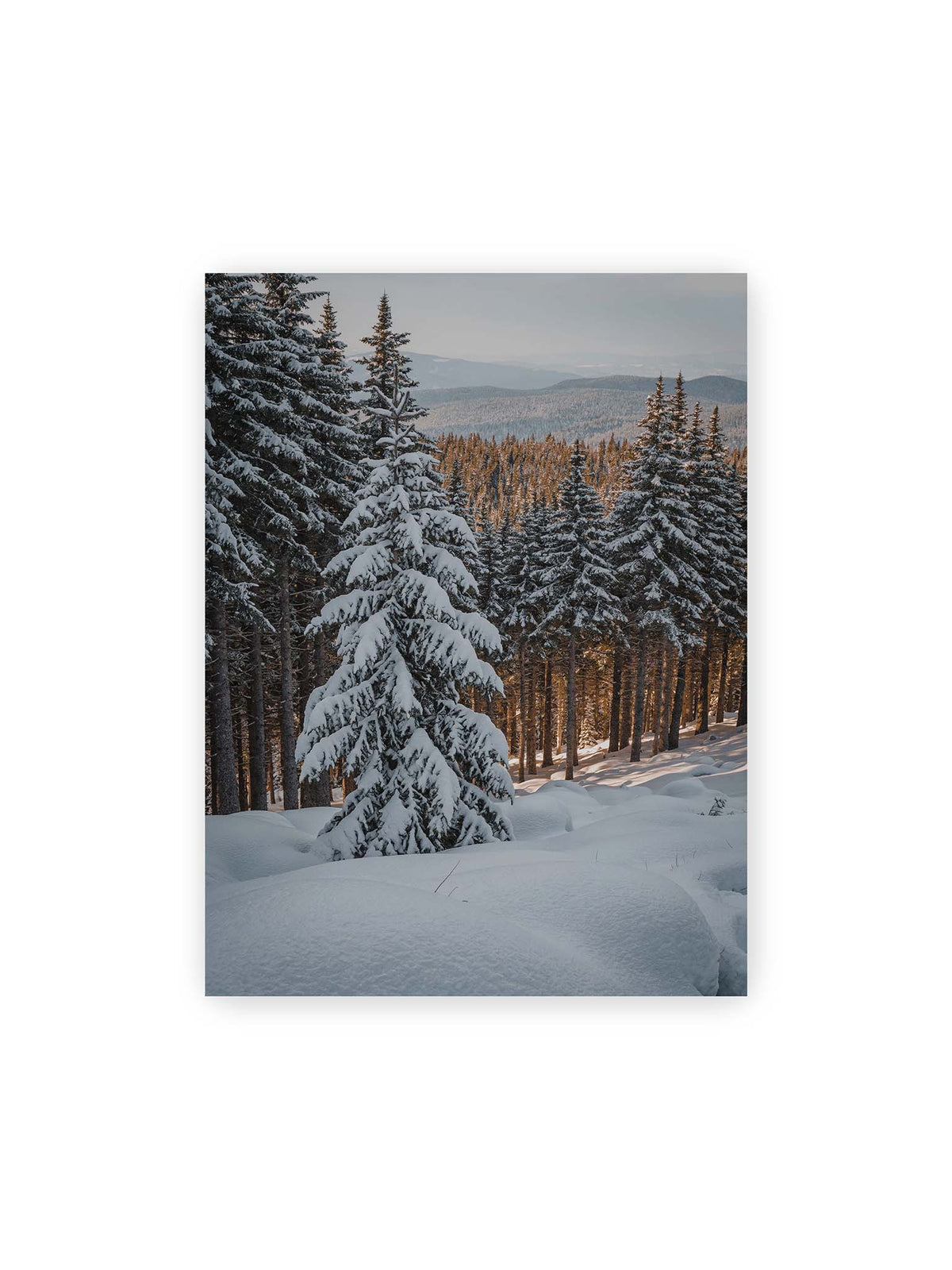 30x40 cm – Verschneite Nadelbäume auf einem Hang mit goldenem Licht zwischen den Stämmen und bewaldeten Höhen in der Ferne.