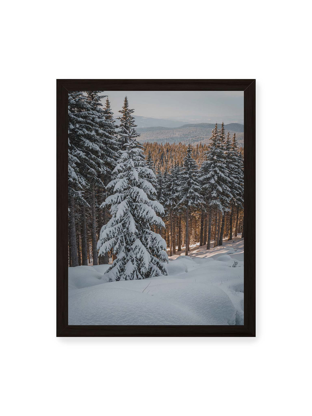 30x40 cm, schwarzer Rahmen – Verschneite Nadelbäume auf einem Hang mit goldenem Licht zwischen den Stämmen und bewaldeten Höhen in der Ferne.