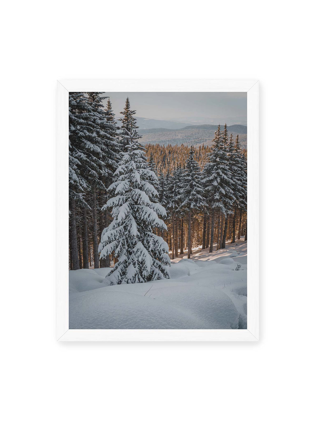 30x40 cm, weißer Rahmen – Verschneite Nadelbäume auf einem Hang mit goldenem Licht zwischen den Stämmen und bewaldeten Höhen in der Ferne.
