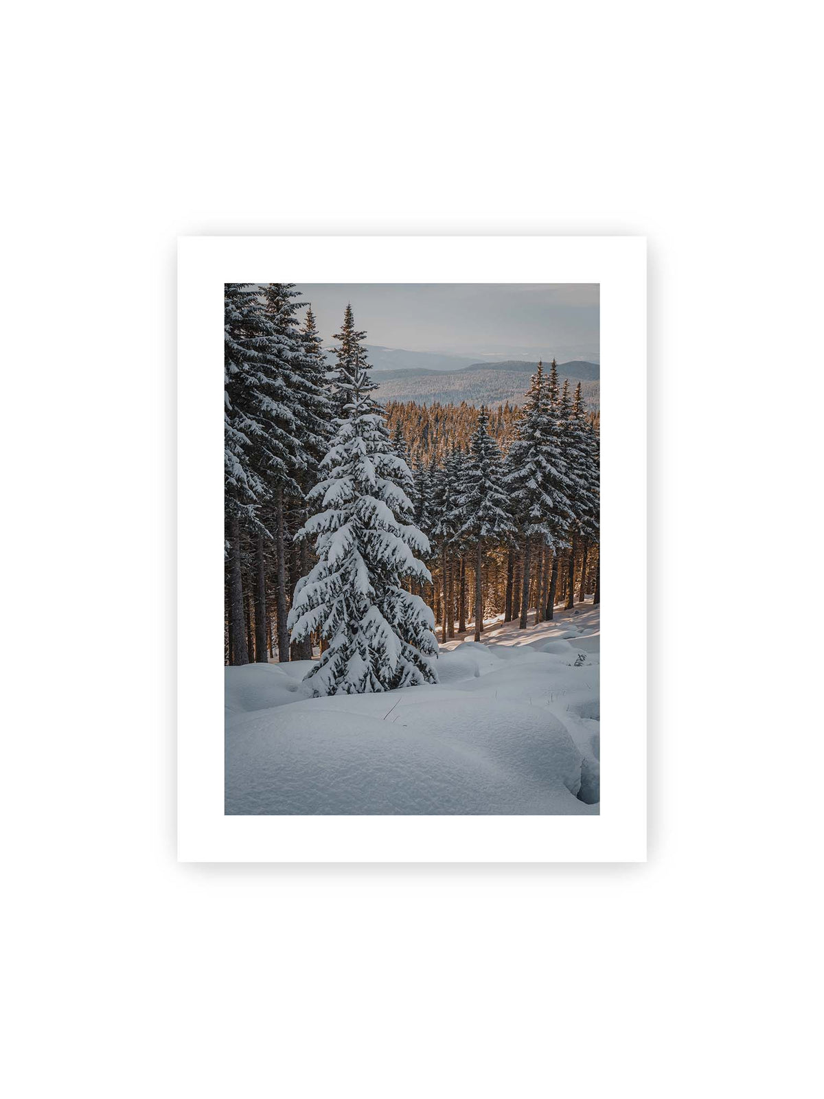 30x40 cm, weißer Galerie-Rand – Verschneite Nadelbäume auf einem Hang mit goldenem Licht zwischen den Stämmen und bewaldeten Höhen in der Ferne.
