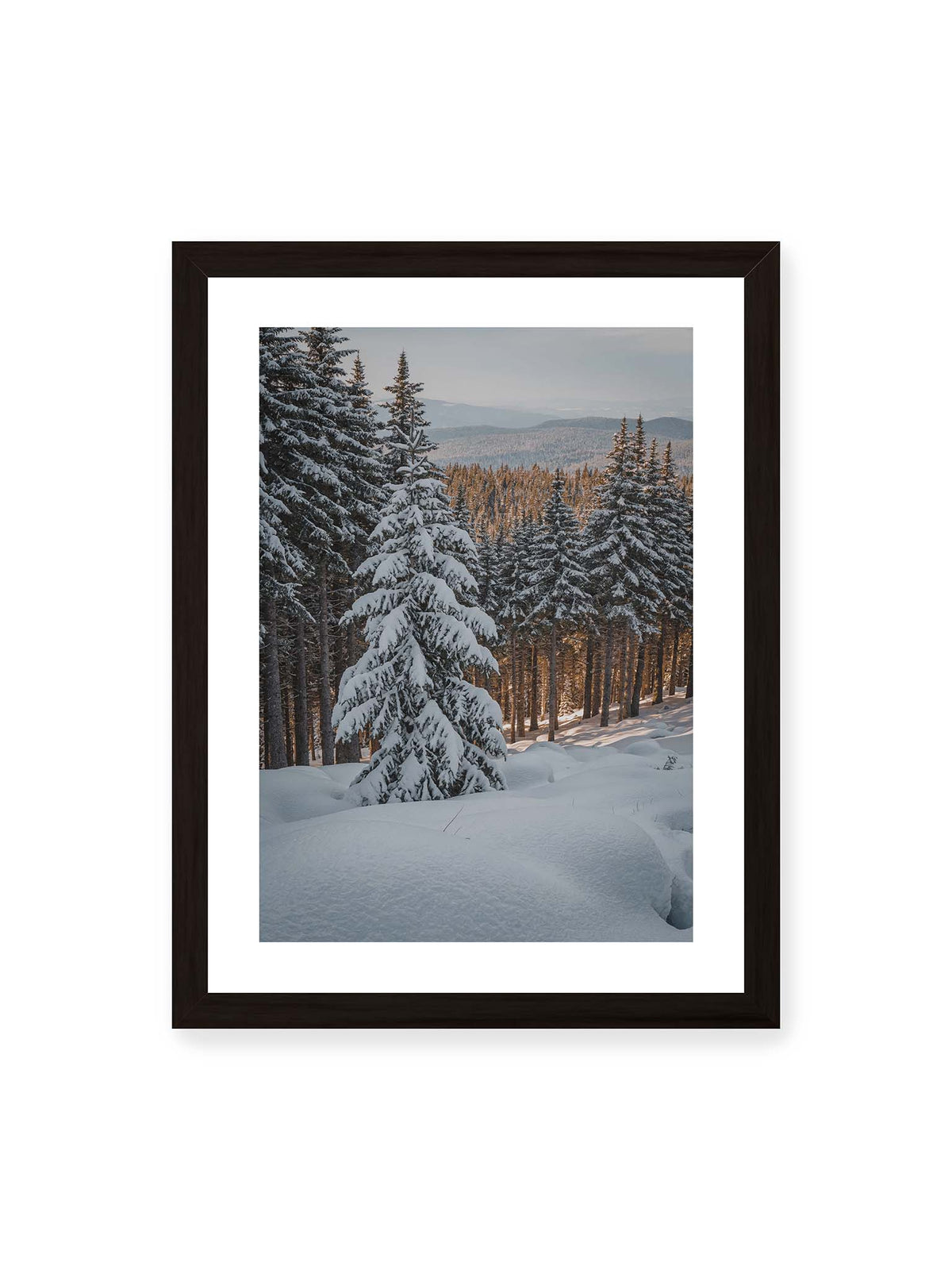 30x40 cm, weißer Galerie-Rand, schwarzer Rahmen – Verschneite Nadelbäume auf einem Hang mit goldenem Licht zwischen den Stämmen und bewaldeten Höhen in der Ferne.