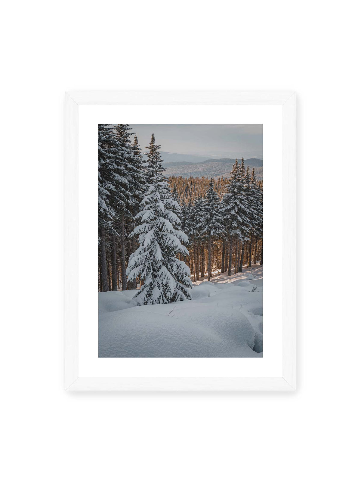 30x40 cm, weißer Galerie-Rand, weißer Rahmen – Verschneite Nadelbäume auf einem Hang mit goldenem Licht zwischen den Stämmen und bewaldeten Höhen in der Ferne.