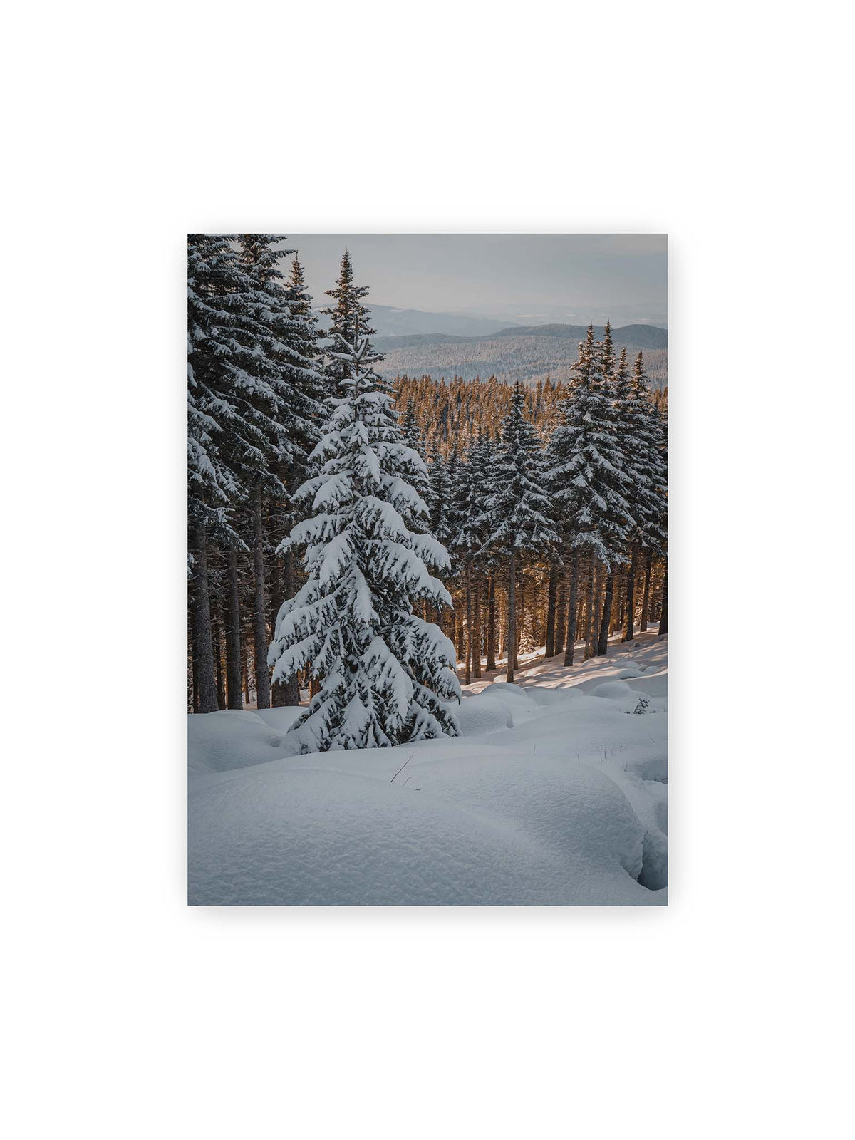 50x70 cm – Verschneite Nadelbäume auf einem Hang mit goldenem Licht zwischen den Stämmen und bewaldeten Höhen in der Ferne.