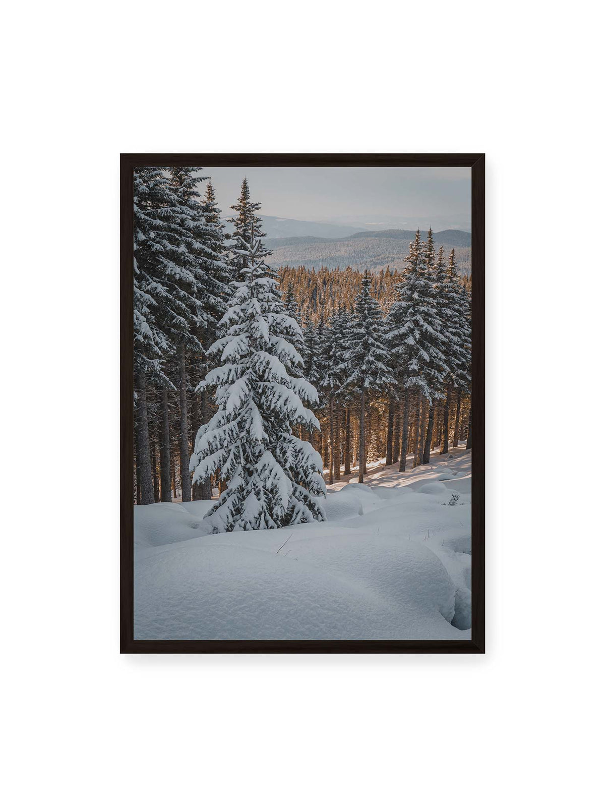 50x70 cm, schwarzer Rahmen – Verschneite Nadelbäume auf einem Hang mit goldenem Licht zwischen den Stämmen und bewaldeten Höhen in der Ferne.