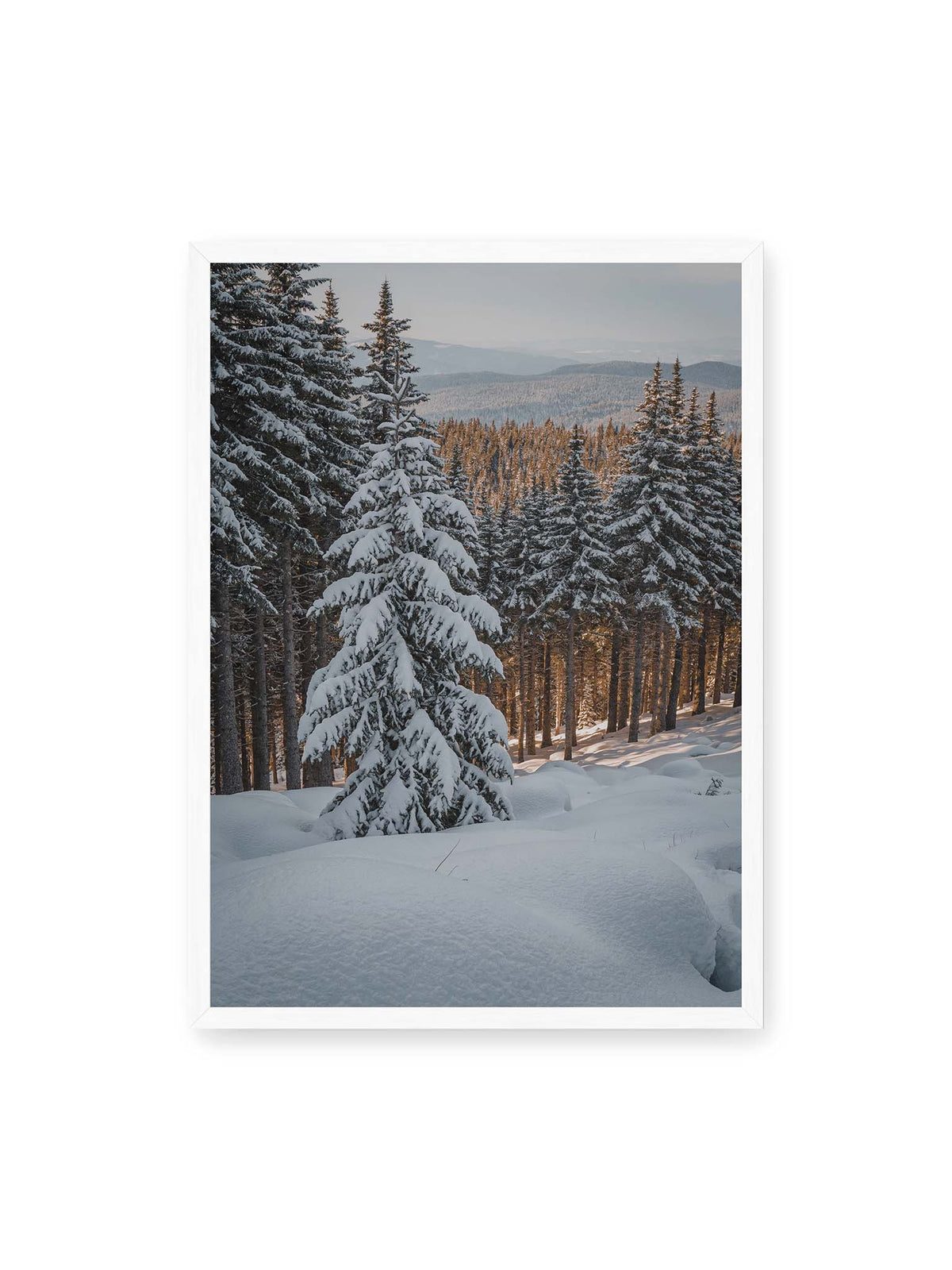 50x70 cm, weißer Rahmen – Verschneite Nadelbäume auf einem Hang mit goldenem Licht zwischen den Stämmen und bewaldeten Höhen in der Ferne.