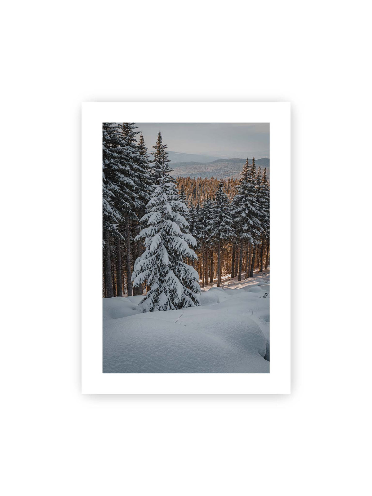 50x70 cm, weißer Galerie-Rand – Verschneite Nadelbäume auf einem Hang mit goldenem Licht zwischen den Stämmen und bewaldeten Höhen in der Ferne.