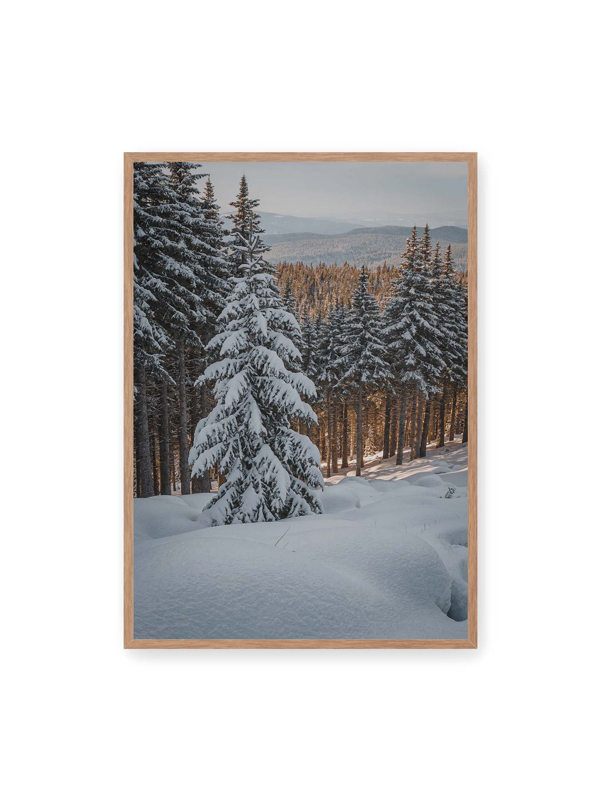 70x100 cm, Eichenrahmen – Verschneite Nadelbäume auf einem Hang mit goldenem Licht zwischen den Stämmen und bewaldeten Höhen in der Ferne.
