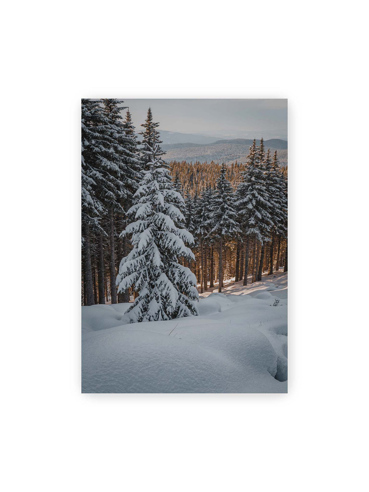 70x100 cm – Verschneite Nadelbäume auf einem Hang mit goldenem Licht zwischen den Stämmen und bewaldeten Höhen in der Ferne.