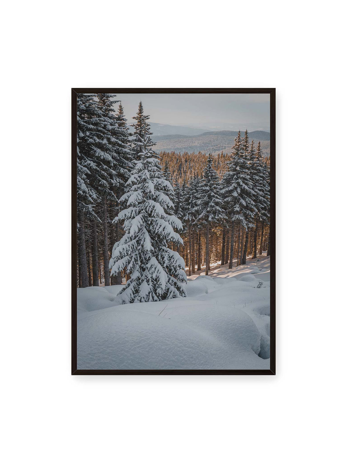 70x100 cm, schwarzer Rahmen – Verschneite Nadelbäume auf einem Hang mit goldenem Licht zwischen den Stämmen und bewaldeten Höhen in der Ferne.