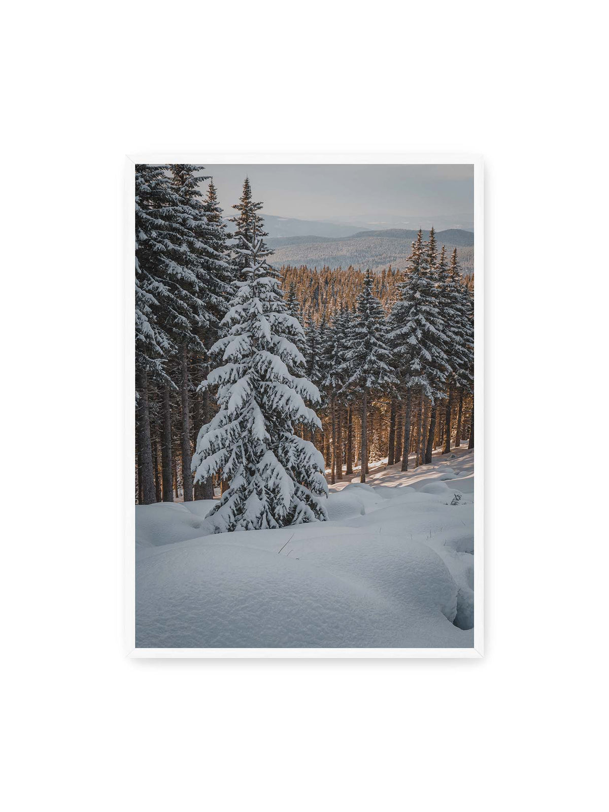 70x100 cm, weißer Rahmen – Verschneite Nadelbäume auf einem Hang mit goldenem Licht zwischen den Stämmen und bewaldeten Höhen in der Ferne.