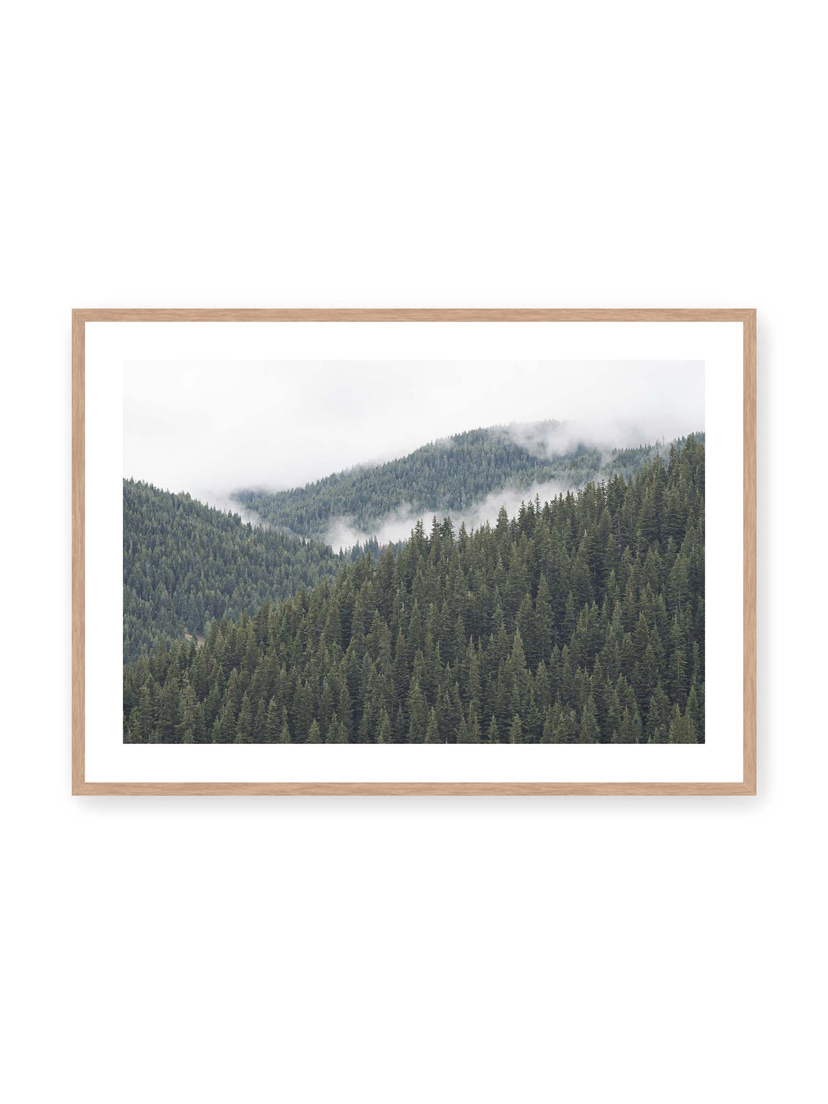 100x70 cm, weißer Galerie-Rand, Eichenrahmen – Dichte Nadelwälder auf gestaffelten Berghängen mit hellen Nebelfeldern zwischen den Bäumen.