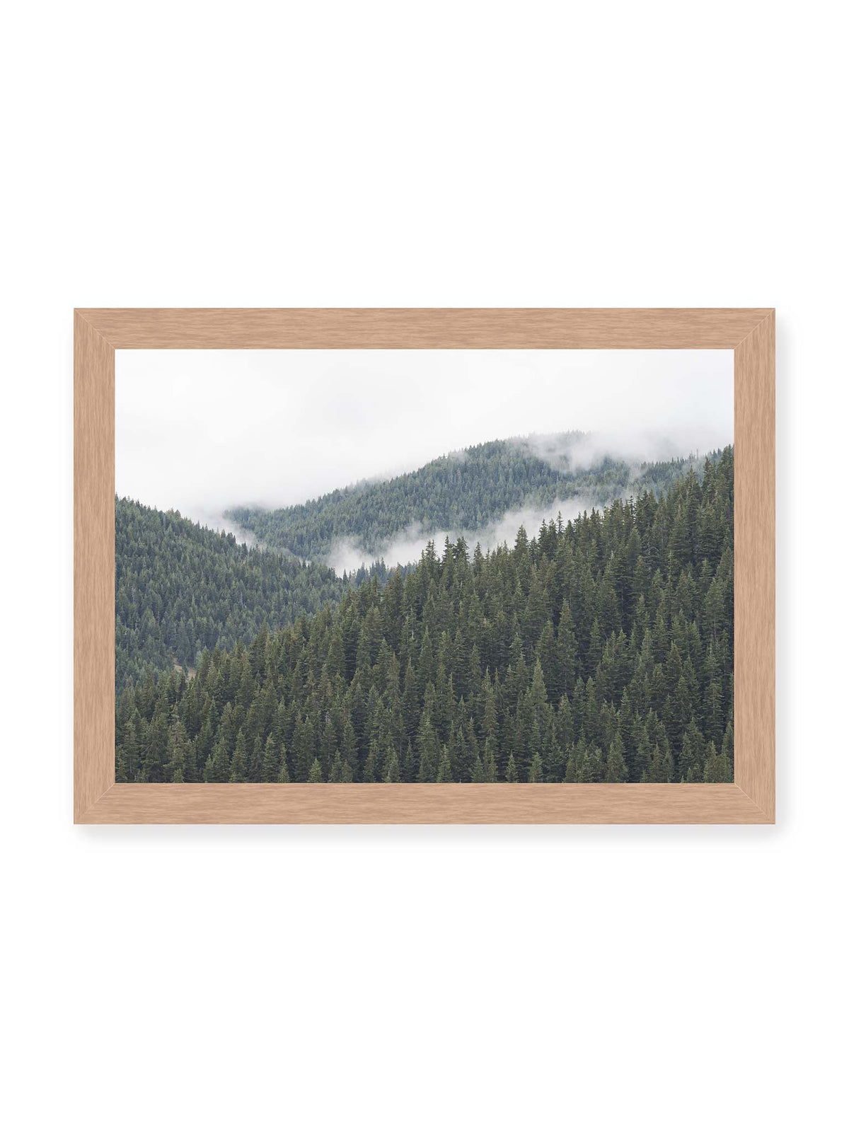 30x21 cm, Eichenrahmen – Dichte Nadelwälder auf gestaffelten Berghängen mit hellen Nebelfeldern zwischen den Bäumen.