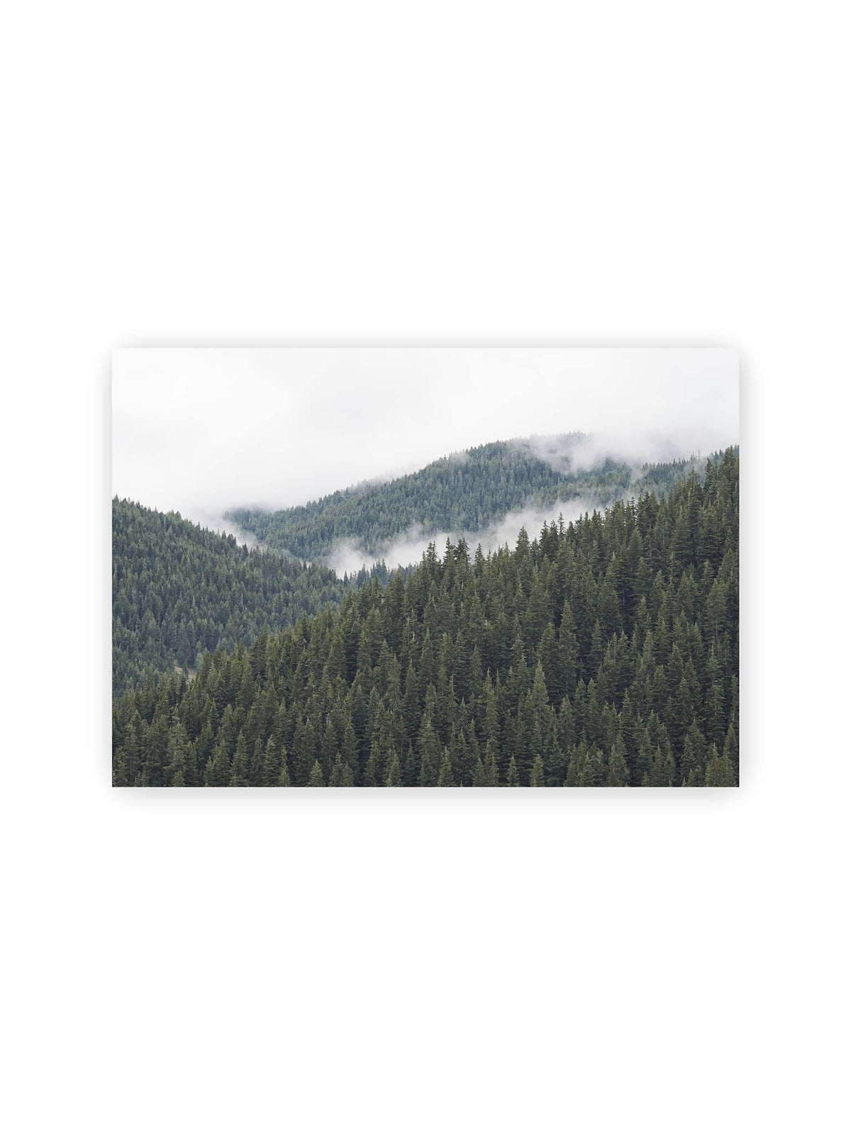 30x21 cm – Dichte Nadelwälder auf gestaffelten Berghängen mit hellen Nebelfeldern zwischen den Bäumen.