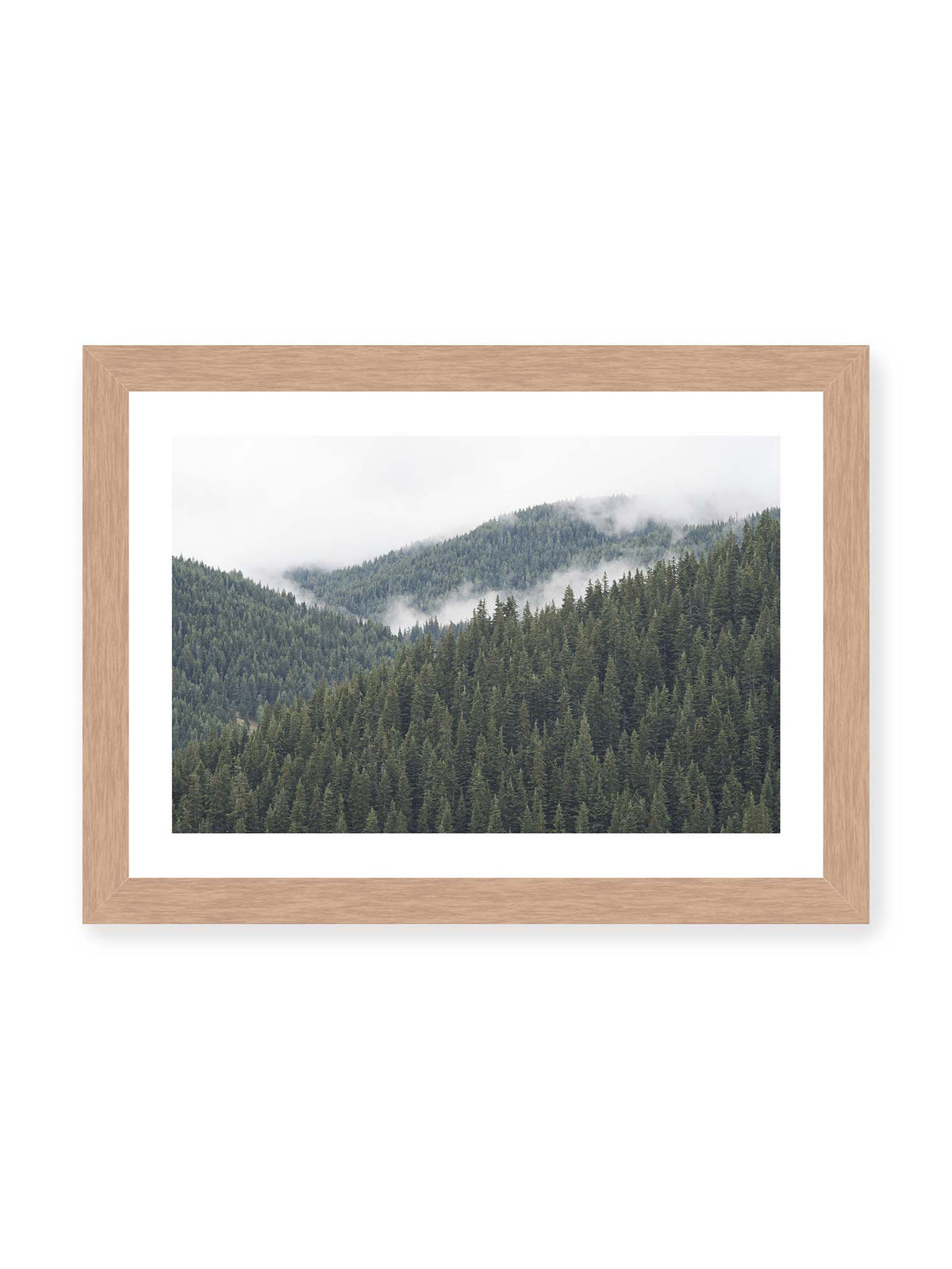 30x21 cm, weißer Galerie-Rand, Eichenrahmen – Dichte Nadelwälder auf gestaffelten Berghängen mit hellen Nebelfeldern zwischen den Bäumen.