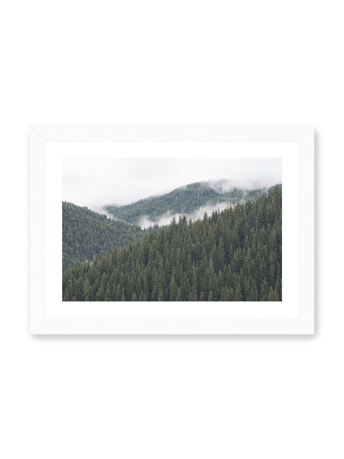 30x21 cm, weißer Galerie-Rand, weißer Rahmen – Dichte Nadelwälder auf gestaffelten Berghängen mit hellen Nebelfeldern zwischen den Bäumen.