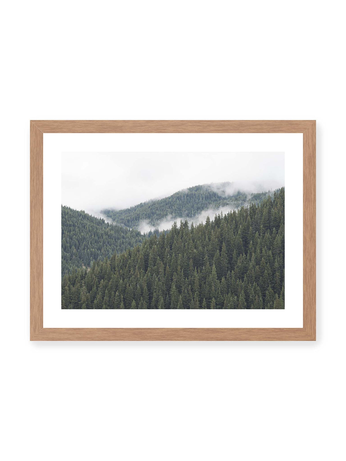 40x30 cm, weißer Galerie-Rand, Eichenrahmen – Dichte Nadelwälder auf gestaffelten Berghängen mit hellen Nebelfeldern zwischen den Bäumen.