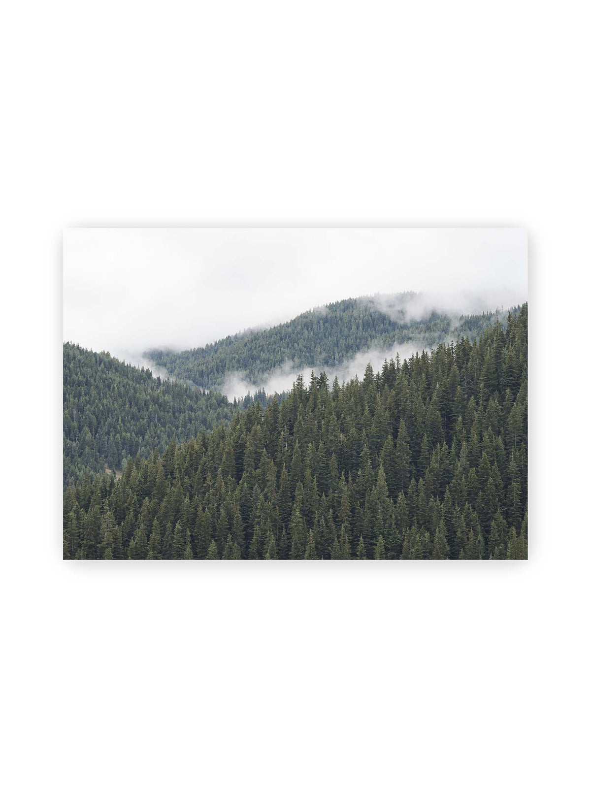 70x50 cm – Dichte Nadelwälder auf gestaffelten Berghängen mit hellen Nebelfeldern zwischen den Bäumen.