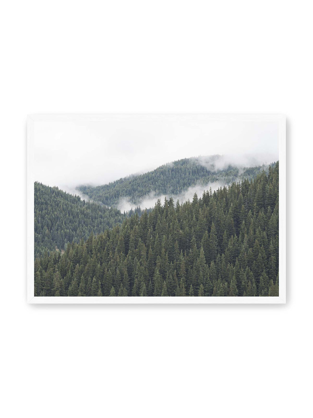 70x50 cm, weißer Rahmen – Dichte Nadelwälder auf gestaffelten Berghängen mit hellen Nebelfeldern zwischen den Bäumen.