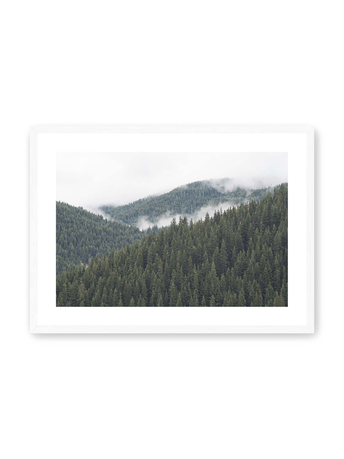 70x50 cm, weißer Galerie-Rand, weißer Rahmen – Dichte Nadelwälder auf gestaffelten Berghängen mit hellen Nebelfeldern zwischen den Bäumen.