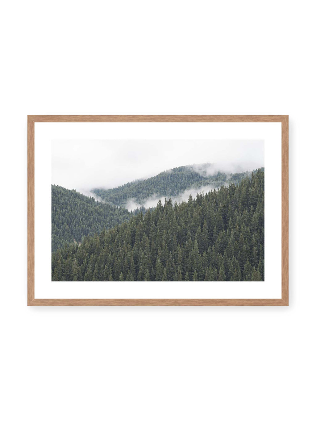 Evergreen Silence
