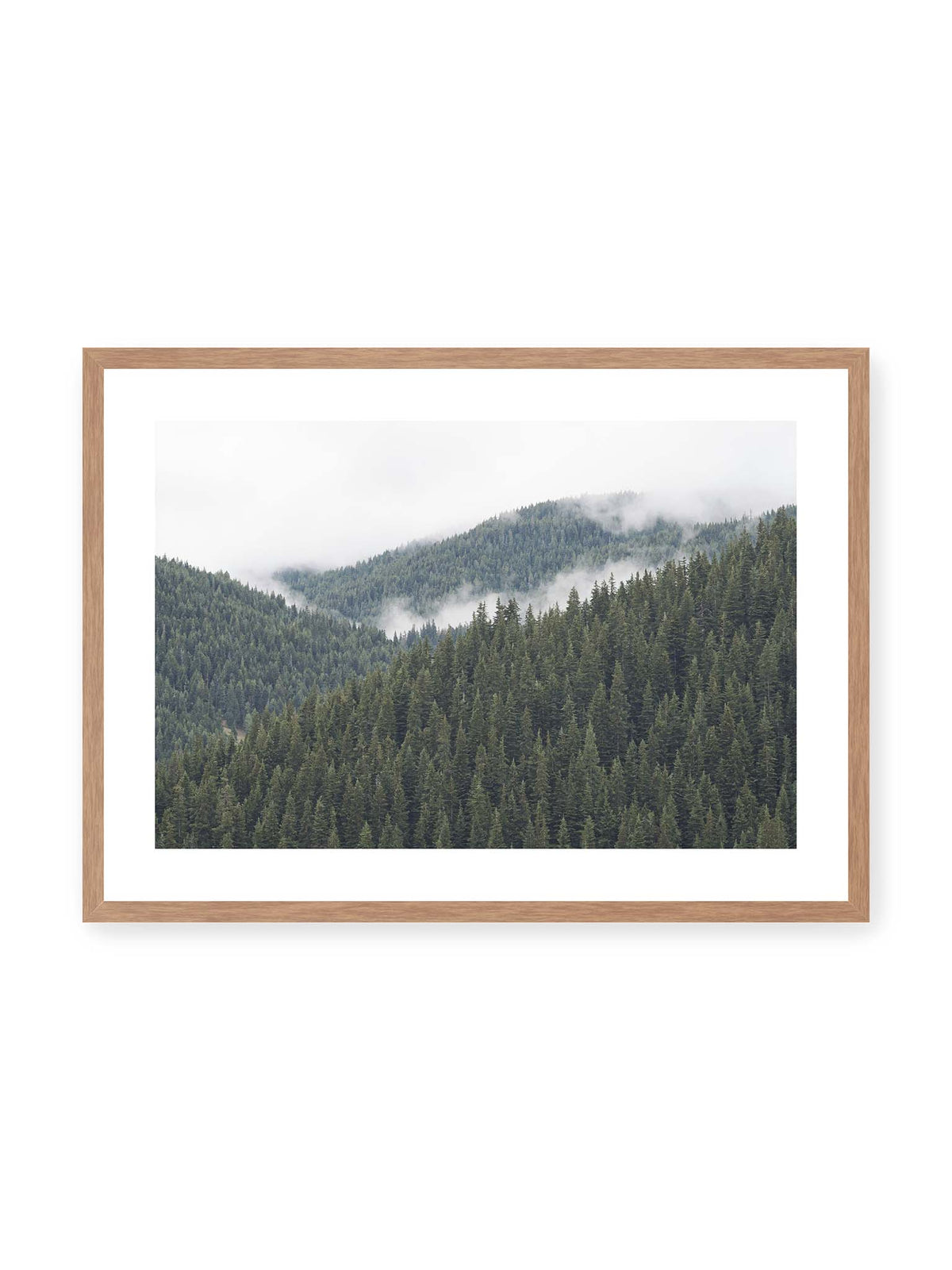 Evergreen Silence