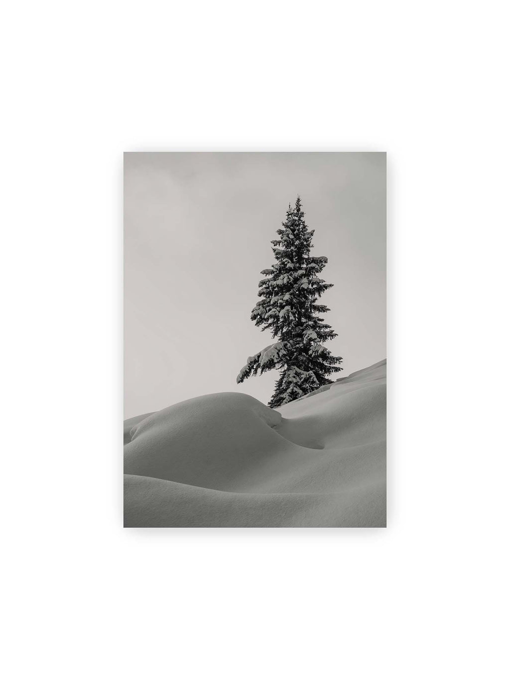 21x30 cm – Einzelne schneebedeckte Tanne über weich geformten Schneeflächen vor einem gleichmäßig grauen Himmel.