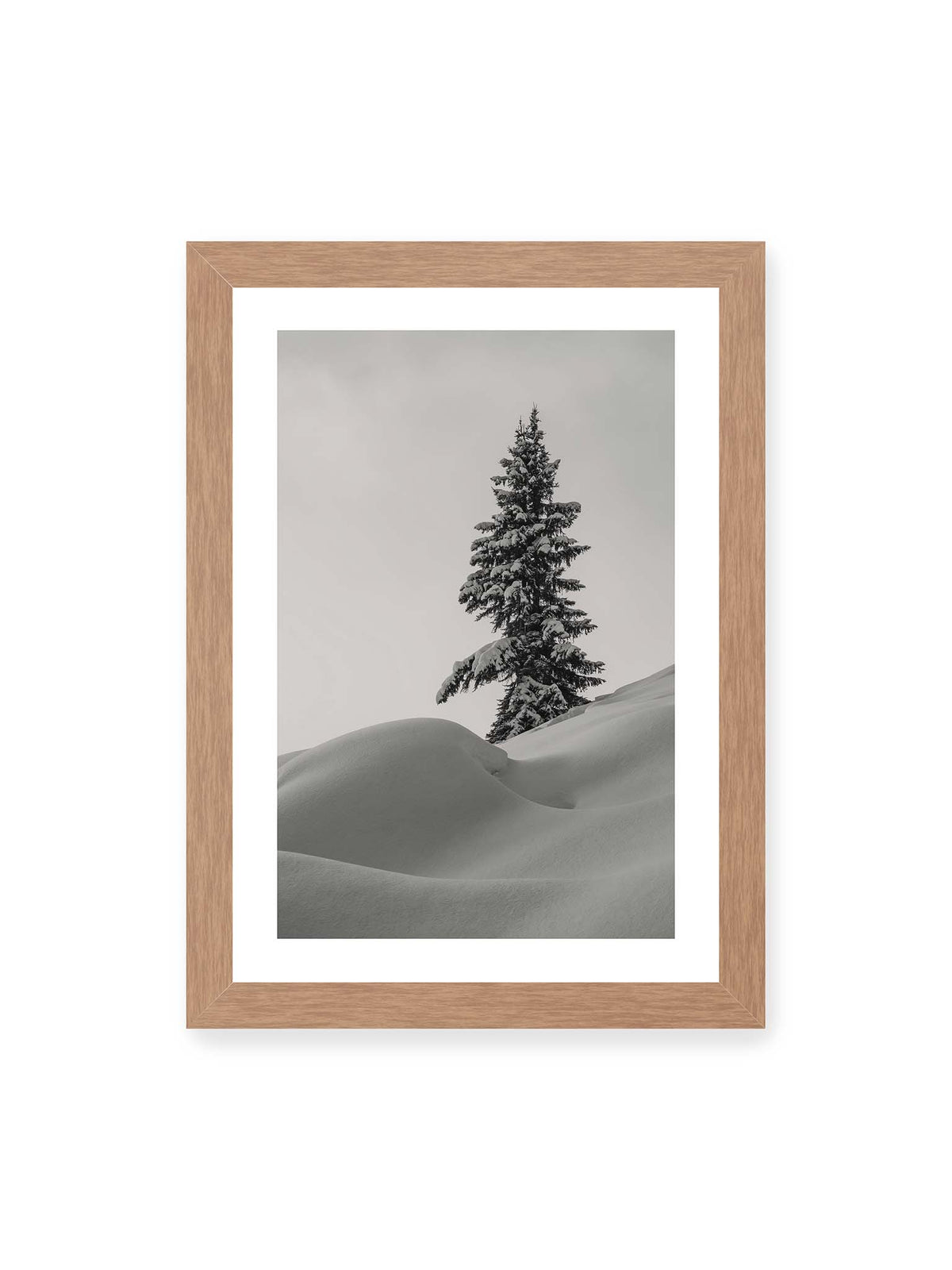 21x30 cm, weißer Galerie-Rand, Eichenrahmen – Einzelne schneebedeckte Tanne über weich geformten Schneeflächen vor einem gleichmäßig grauen Himmel.