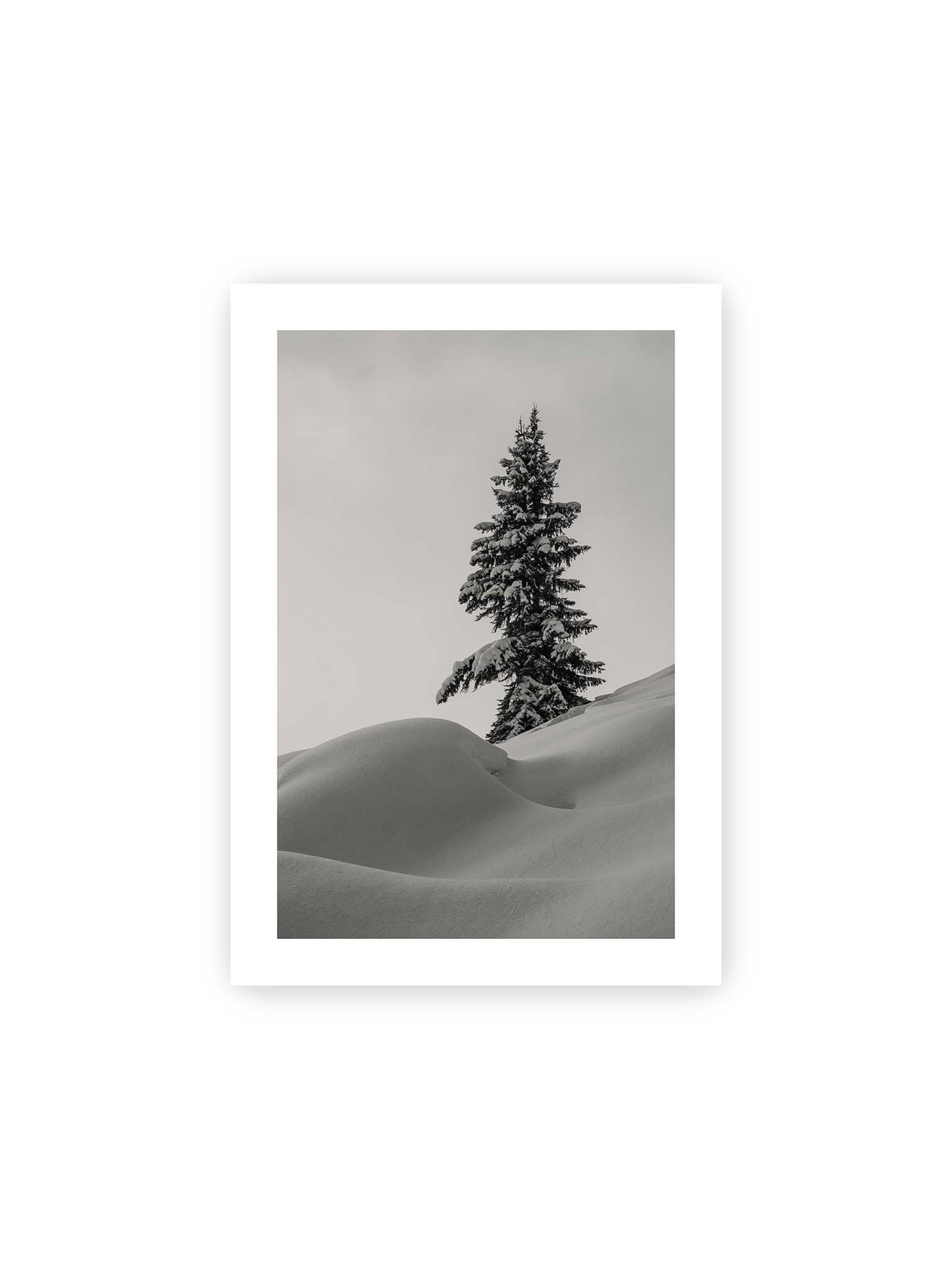 21x30 cm, weißer Galerie-Rand – Einzelne schneebedeckte Tanne über weich geformten Schneeflächen vor einem gleichmäßig grauen Himmel.