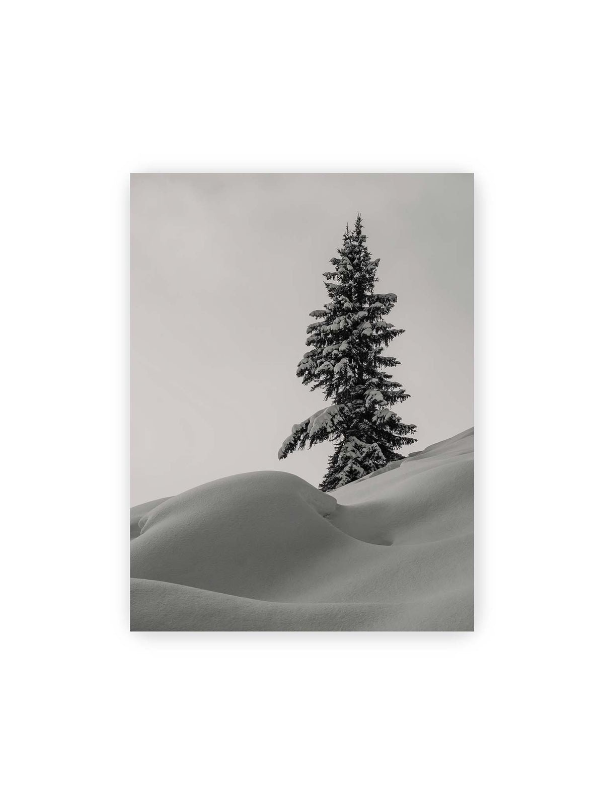 30x40 cm – Einzelne schneebedeckte Tanne über weich geformten Schneeflächen vor einem gleichmäßig grauen Himmel.