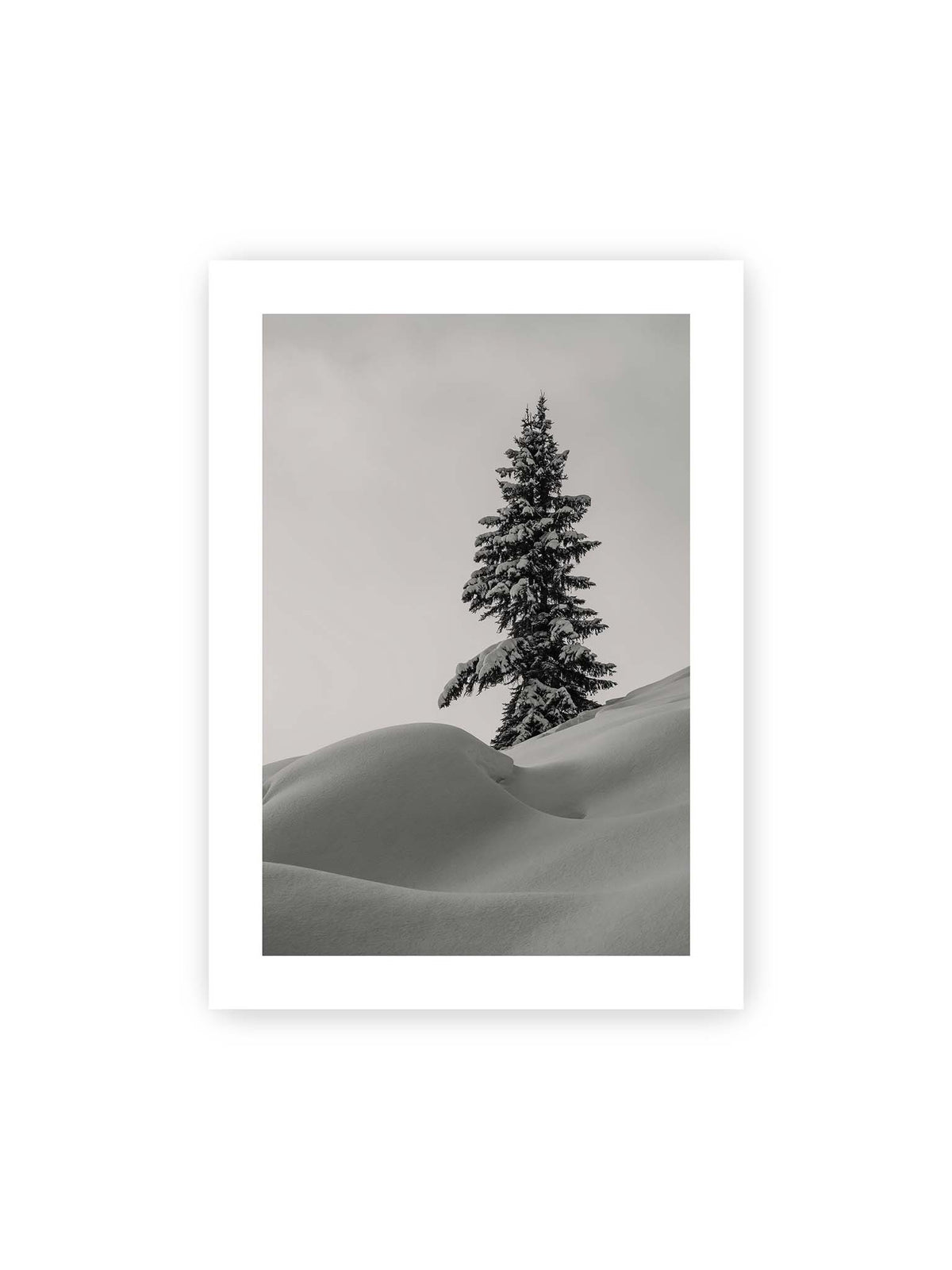 50x70 cm, weißer Galerie-Rand – Einzelne schneebedeckte Tanne über weich geformten Schneeflächen vor einem gleichmäßig grauen Himmel.