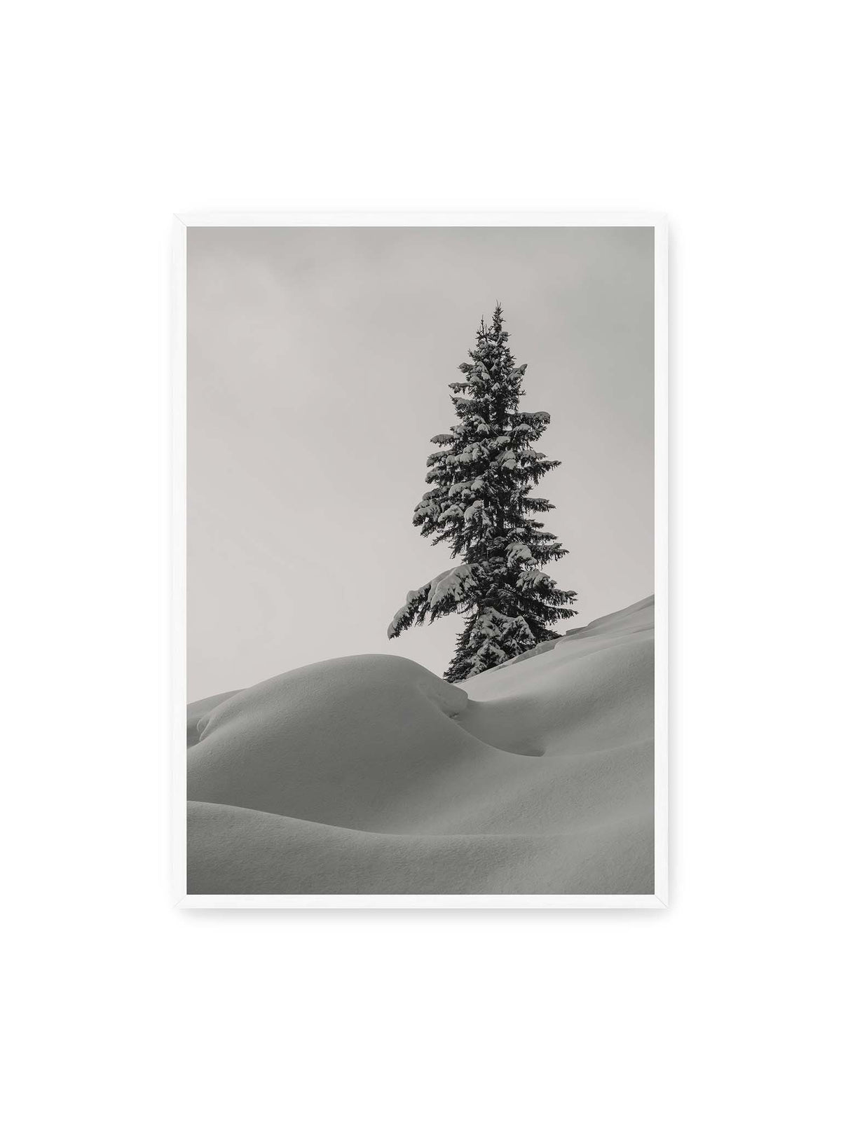 70x100 cm, weißer Rahmen – Einzelne schneebedeckte Tanne über weich geformten Schneeflächen vor einem gleichmäßig grauen Himmel.