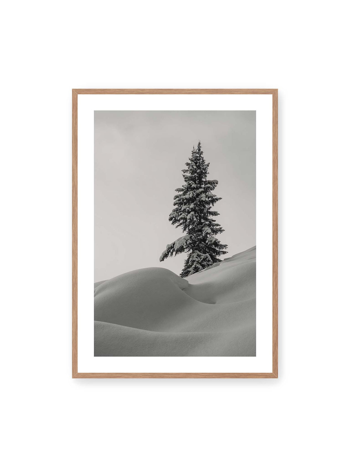 70x100 cm, weißer Galerie-Rand, Eichenrahmen – Einzelne schneebedeckte Tanne über weich geformten Schneeflächen vor einem gleichmäßig grauen Himmel.